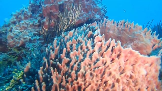 Olympus TG4 Digital Underwater Camera Review Moche Deep Reef TG 4 Video смотреть онлайн