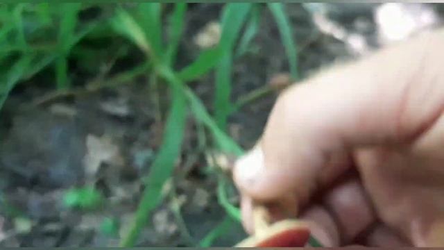 Как мы провели свой день/жизнь на Юге. смотреть онлайн