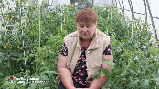 ВАЖНАЯ ПОДКОРМКА ТОМАТОВ В ИЮНЕ! НЕ ПРОПУСТИТЕ, ЕСЛИ НЕ ХОТИТЕ ОСТАТЬСЯ БЕЗ УРОЖАЯ!