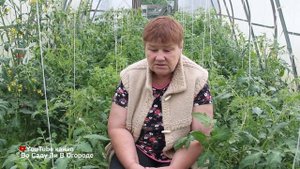 ВАЖНАЯ ПОДКОРМКА ТОМАТОВ В ИЮНЕ! НЕ ПРОПУСТИТЕ, ЕСЛИ НЕ ХОТИТЕ ОСТАТЬСЯ БЕЗ УРОЖАЯ!