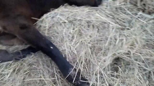 Спящий конь смотреть онлайн