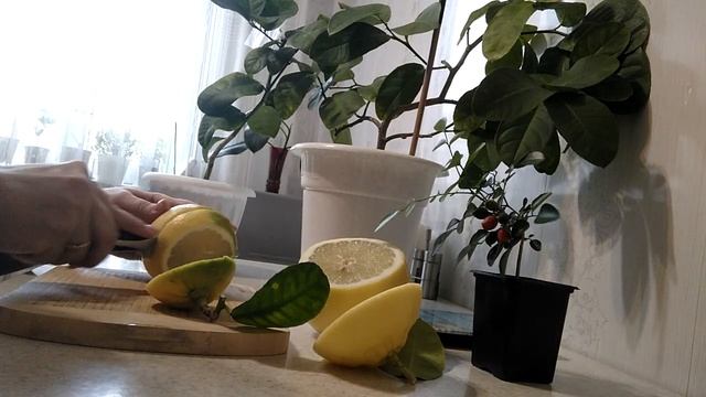 Сравниваем лимоны . Как определить сорт? смотреть онлайн