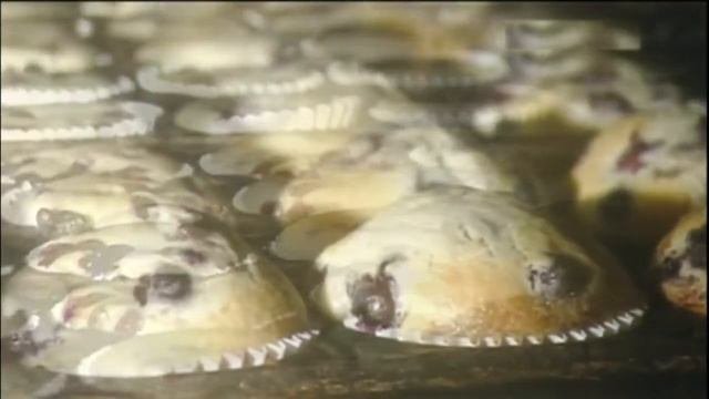 Виртуальная экскурсия в кондитерский цех ЛЮДИ СЛАДКОЙ ПРОФЕССИИ - КОНДИТЕРЫ