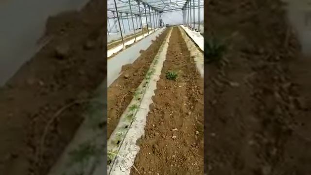 Помидор сорта Мимино. Высадка в теплицу смотреть онлайн