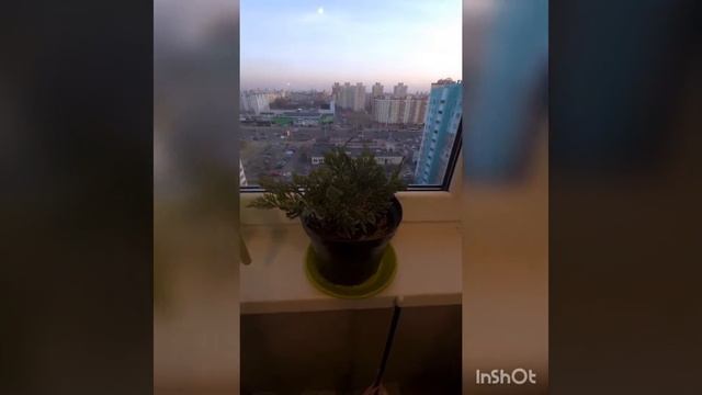 Посещение питомника Зеленка.бел и обзор покупок смотреть онлайн