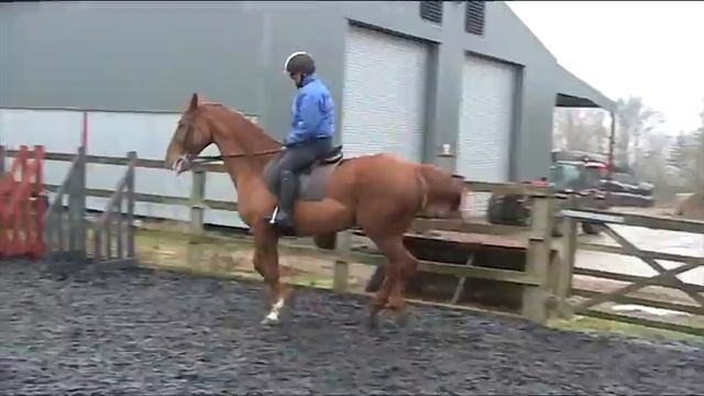 Demo with Stephen Price (Dressage Rider) смотреть онлайн