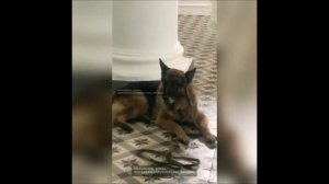 Пёс-6 (продолжение) эксклюзив!