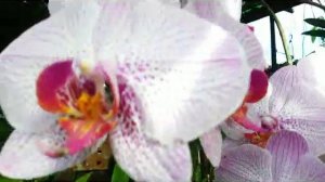 More than 7 year-old, Phalaenopsis Hybrid (Chih Sang Stripe?) in Bloom