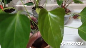 Комнатные цветы. Антуриумы, мой уход.