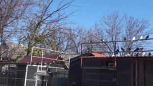 Рацион голубей в период линьки