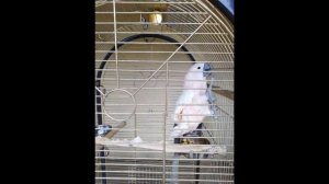 песня кручу педали из мультфильма прогулка кота Леопольда