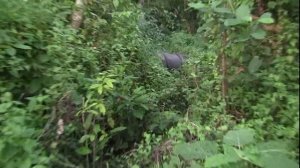 Читван. Национальный парк. Непал