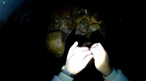 Залив на реке Туба | Рыбалка на налима