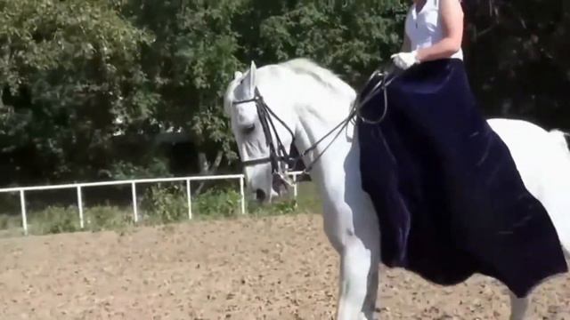 Конные соревнования. Конные дисциплины