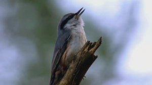 Пение птицы поползень(Sitta europaea)