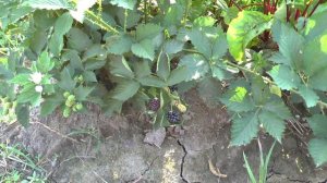 Ежевика Бронко  Деликато