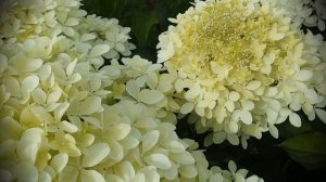 Гортензия "Фантом" на штамбе. Hydrangea paniculata "Phantom".