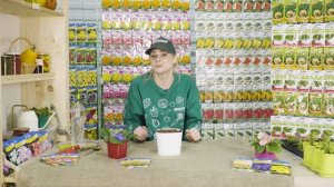 Как посеять примулу на рассаду? Первые результаты!!!