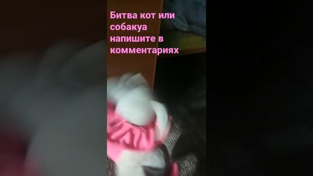 кошка или собака напишите в комментариях