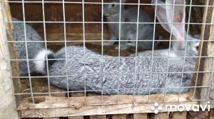 Купила кроликов Советская шиншилла в племрепродукторе
