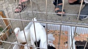 Птичий рынок г. Ташкент - ГОЛУБИ (05.06.2021) / Uzbek Pigeons