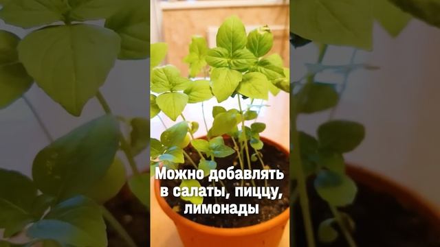 Лимонный базилик в горшке дома на подоконнике #shorts #базилик #огороднабалконе