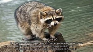 Животные Краснодарского края