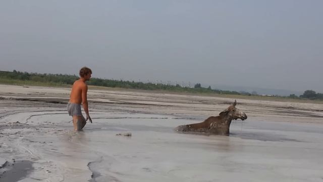 Спасение лосёнка на золоотвале Кемеровской ГРЭС смотреть онлайн