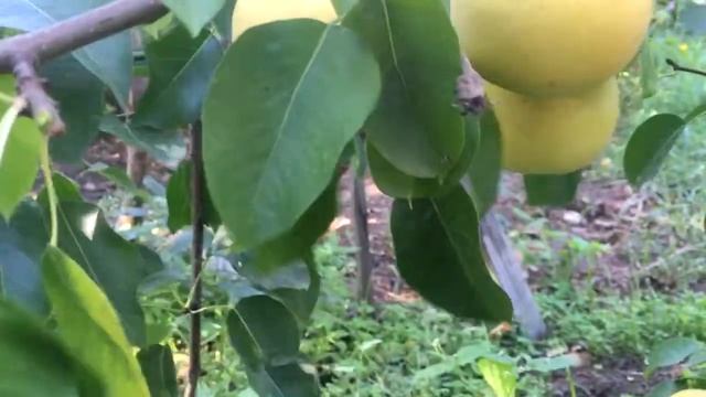 Груша сорт Мармеладная смотреть онлайн
