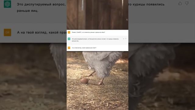 Что первым появилось яйцо или курица