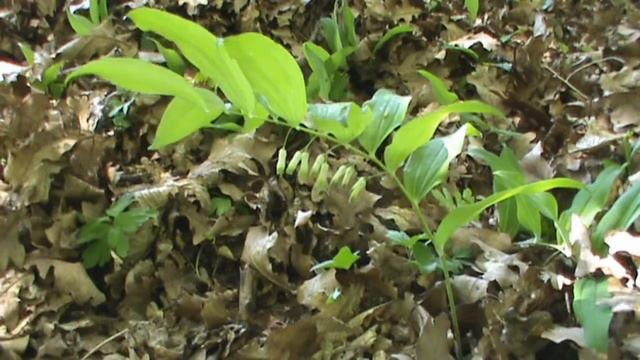 Kokoryczka wonna смотреть онлайн