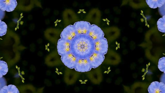 голубые цветы смотреть онлайн