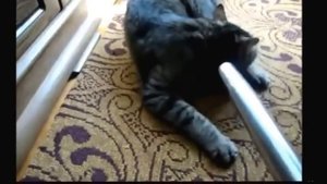 ПРИКОЛЫ С КОТАМИ СМЕШНЫЕ КОТЫ ТОПовая ПОДБОРКА #9 Коты и пылесос))