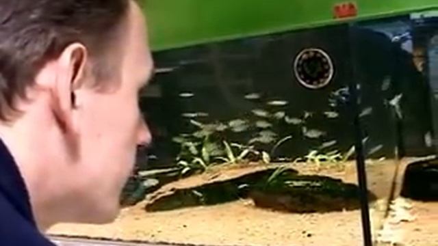 "Aquarium Tetra" - Урок по обустройству домашнего аквариума смотреть онлайн