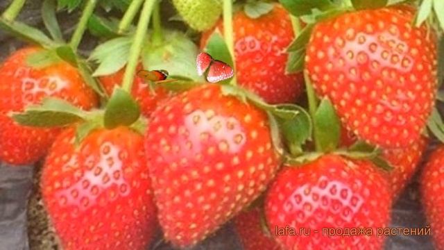 Земляника садовая Каскад (fragaria ananassa kaskad) ? обзор: как сажать, саженцы земляники Каскад