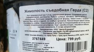 КАК ПОСАДИТЬ ЖИМОЛОСТЬ /САМАЯ РАННЯЯ ЯГОДА /САЖАЕМ ЖИМОЛОСТЬ /САЖЕНЦЫ ЖИМОЛОСТИ