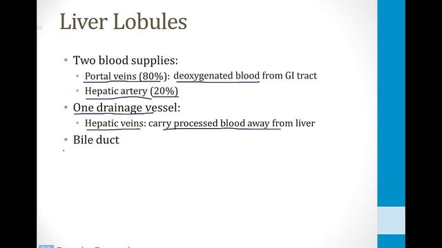 Гастроэнтерология USMLE - 1. Анатомия - 5.Печень, желчный пузырь и поджелудочная железа