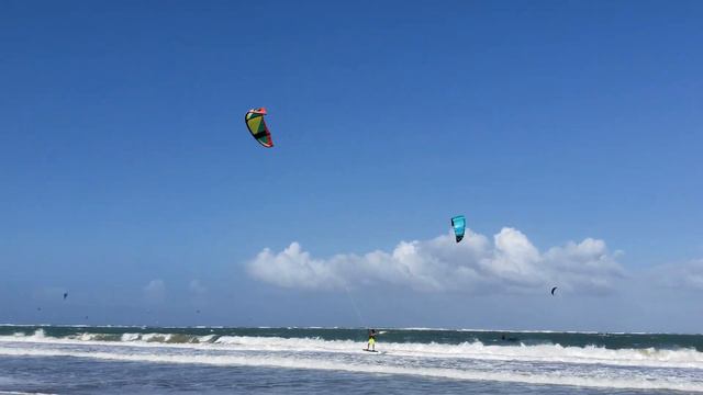 Dogs of the Dominican Republic смотреть онлайн