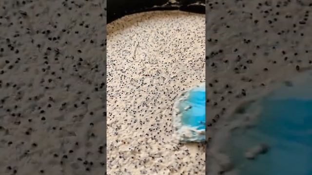 ТВОРОЖНЫЙ ПИРОГ с маком и лимонным заварным кремом | ЛУЧШИЙ РЕЦЕПТ смотреть онлайн