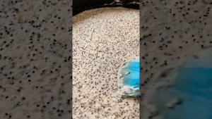 ТВОРОЖНЫЙ ПИРОГ с маком и лимонным заварным кремом | ЛУЧШИЙ РЕЦЕПТ