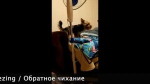 Types of dyspnea dog/Виды одышек у собак