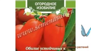 Томат обыкновенный Марьюшка (maryushka) ? томат Марьюшка обзор: как сажать семена томата Марьюшка