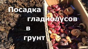 Правильная посадка гладиолусов в грунт!