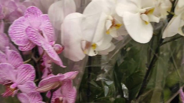 Обзор орхидей и других садовых растений в OBI на Ozmol смотреть онлайн