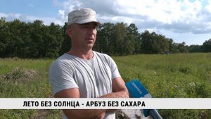 Лето без солнца — арбуз без сахара