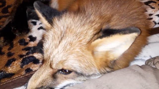 ЛисЯша разговаривает во время игры смотреть онлайн