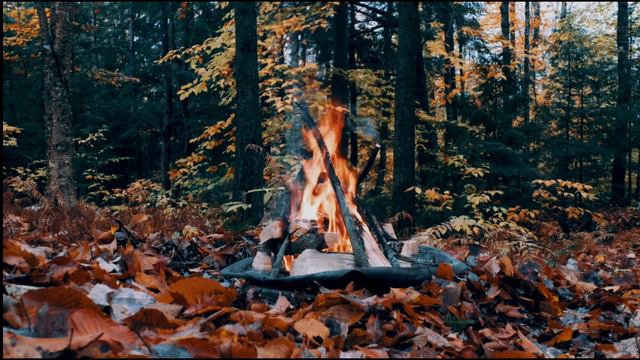Расслабляющие звуки костра в осеннем лесу смотреть онлайн