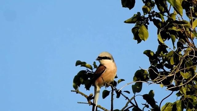 Заблудились, девочки? Сейчас мы вам быстро поможем - сказал бугай со сломанным носом и подошел ближ смотреть онлайн