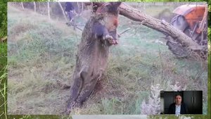 Самые гигантские кабаны,которые приводили людей в шок.