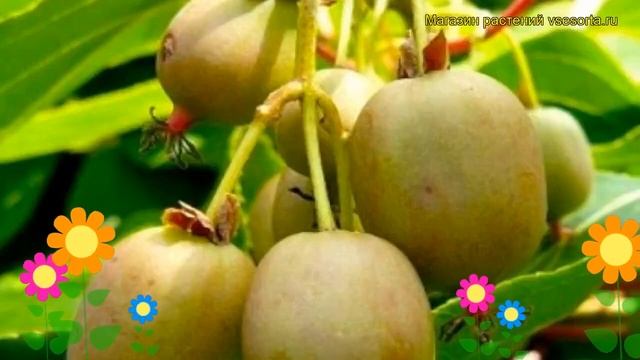 Актинидия аргута Ананасная. Краткий обзор, описание характеристик actinidia arguta Ananasnaya смотреть онлайн